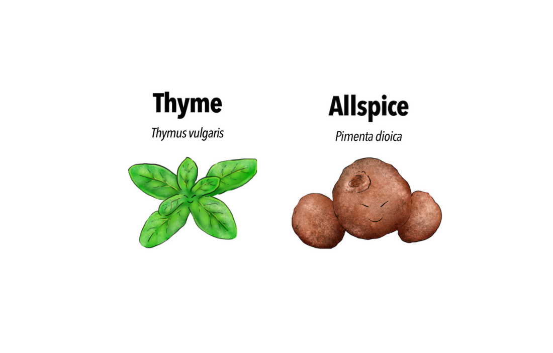 Aromatic Marvels: Thyme (Bai Li Xiang) and Allspice (Duo Xiang Guo) in Thanksgiving Delicacies