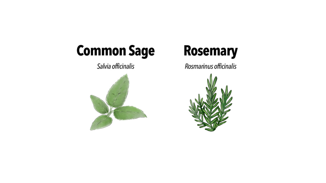 Aromatic Harmony Unveiled: Part 3 of the Thanksgiving Spice Series