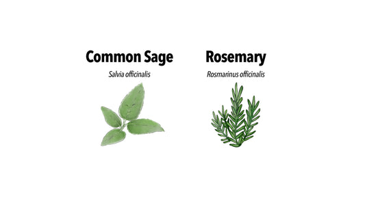 Aromatic Harmony Unveiled: Part 3 of the Thanksgiving Spice Series