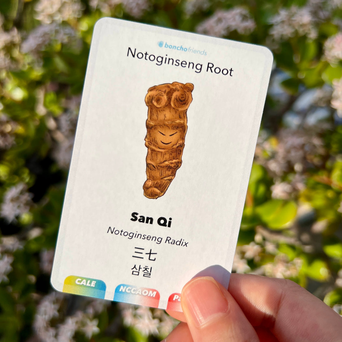 Why is San Qi (三七) effective in alleviating and reducing pain?